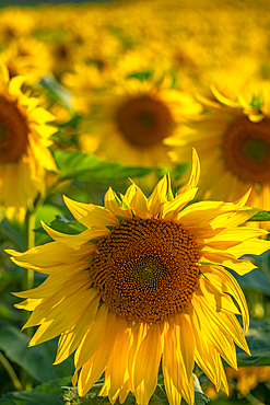 View of sunflowers at Barlow Sunflower Fields, Barlow, Derbyshire, England, United Kingdom, Europe