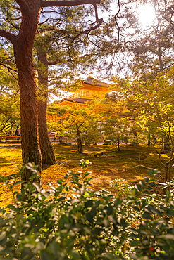 View of Golden Temple (Kinkaku-ji) (Temple of the Golden Pavilion), UNESCO, Kyoto, Honshu, Japan