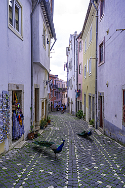 View of peacocks in narrow cobbled street close to Lisbon Castle, Alfama District, Lisbon, Portugal, Europe