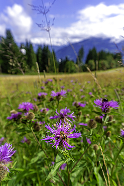 View of bee on cornflower near Mittelstation on a sunny day, Bruckberg, Salzburg, Austria, Europe