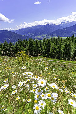 View of flowers, meadows and mountains from Plettsaukopf Reservoir on a sunny day, Bruckberg, Salzburg, Austria, Europe