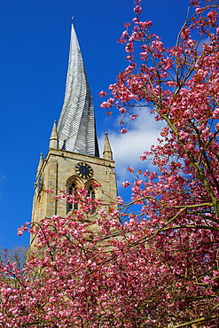 Crooked spire and spring blossom, Chesterfield, Derbyshire, England, United Kingdom, Europe