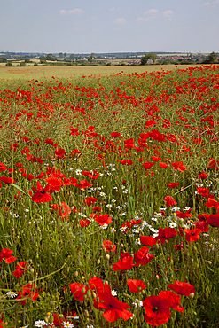 Poppy field near Mansfield, Nottinghamshire, England, United Kingdom, Europe