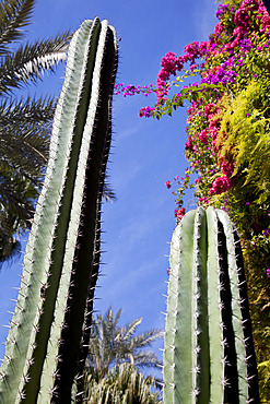 Majorelle Gardens, Marrakesh, Morocco, North Africa, Africa