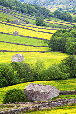 Field barns in buttercup meadows near Thwaite in Swaledale, Yorkshire Dales, Yorkshire, England, United Kingdom, Europe