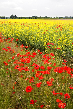 Poppies in an oilseed rape field near North Stainley, Ripon, North Yorkshire, Yorkshire, England, United Kingdom, Europe