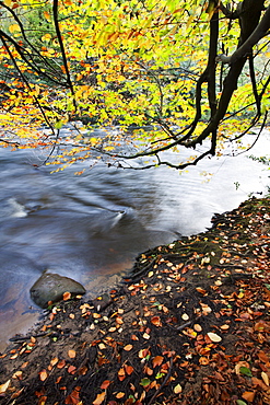 Fallen leaves and tree overhanging the River Nidd in Nidd Gorge in autumn, near Knaresborough, North Yorkshire, Yorkshire, England, United Kingdom, Europe 