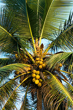 Detail of coconut tree, Goa, India, Asia