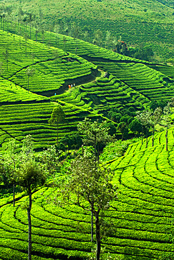 View over tea plantations, near Munnar, Kerala, India, Asia