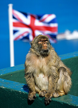 Barbary rock ape at the Top of the Rock, Gibraltar, British overseas territory, Europe