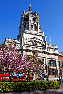 Victoria and Albert Museum with cherry blossom trees, Kensington, London, England, United Kingdom, Europe