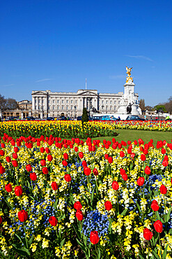 Buckingham Palace and Queen Victoria Monument with tulips, London, England, United Kingdom, Europe