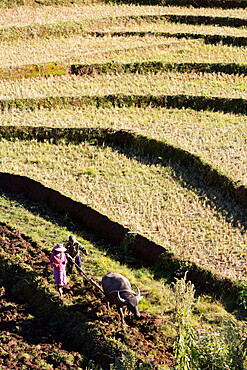 Water buffalo ploughing terraced rice field, near Kengtung, Shan State, Myanmar (Burma), Asia