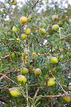 Argan nuts on tree, near Essaouira, Morocco, North Africa, Africa