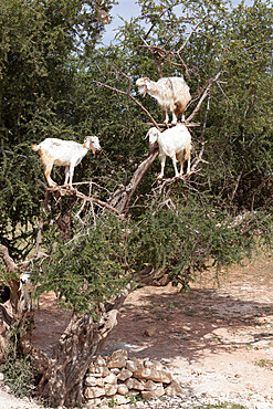 Goats up Argan tree, near Essaouira, Morocco, North Africa, Africa