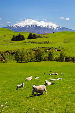 Sheep grazing beneath Mount Ruapehu, Tongariro National Park, UNESCO World Heritage Site, North Island, New Zealand, Pacific