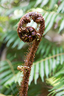 Koru spiral shaped unfurling silver fern fronds, Fiordland National Park, South Island, New Zealand, Pacific