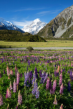 Lupins and Mount Cook, Mount Cook Village, Mount Cook National Park, UNESCO World Heritage Site, Canterbury region, South Island, New Zealand, Pacific