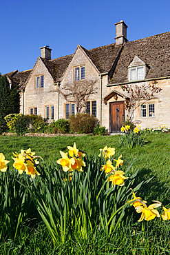 Cotswold cottages with Spring Daffodils, Little Barrington, Cotswolds, Gloucestershire, England, United Kingdom, Europe