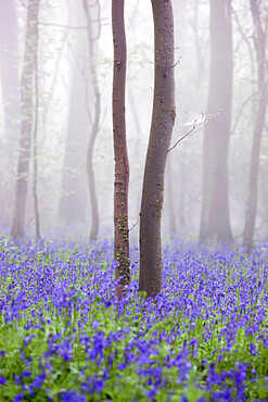 Bluebell wood in morning mist, Lower Oddington, Cotswolds, Gloucestershire, United Kingdom, Europe