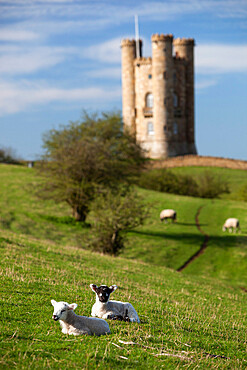 Spring lambs below Broadway Tower, Broadway, Cotswolds, Worcestershire, England, United Kingdom, Europe