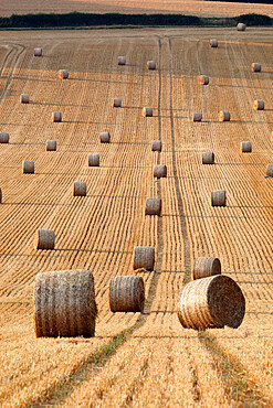 Round hay bales, Swinbrook, Cotswolds, Oxfordshire, England, United Kingdom, Europe