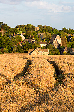 View over wheat field to village, Stonesfield, Cotswolds, Oxfordshire, England, United Kingdom, Europe