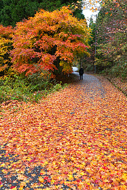 Autumn leaves along the old Nakasendo highway, Magome, Kiso Valley Nakasendo, Central Honshu, Japan, Asia