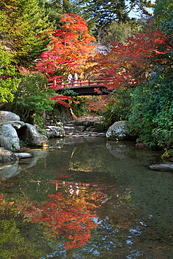 Japanese bridge in Momijidani Park (Japanese Maple Park) in autumn, Miyajima Island, Western Honshu, Japan, Asia