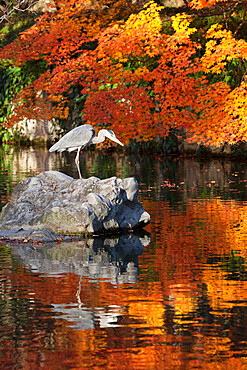 Heron on lake in autumn, Eikan-do Temple, Northern Higashiyama, Kyoto, Japan, Asia