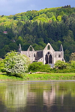 Ruins of Tintern Abbey by the River Wye, Tintern, Wye Valley, Monmouthshire, Wales, United Kingdom, Europe