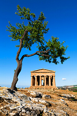 Tempio di Concordia (Concord) and almond tree, Valle dei Templi, UNESCO World Heritage Site, Agrigento, Sicily, Italy, Europe