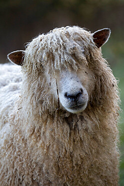 Cotswold Lion breed of sheep, Cotswolds, Gloucestershire, England, United Kingdom, Europe