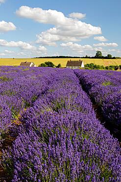 Cotswold Lavender, Snowshill, Cotswolds, Gloucestershire, England, United Kingdom, Europe