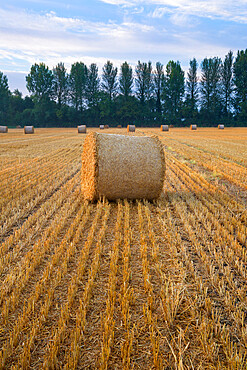 Round hay bales with Lombardy poplar trees, near Lechlade, Cotswolds, Gloucestershire, England, United Kingdom, Europe