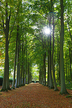 Avenue of beech trees, Mickleton, Cotswolds, Gloucestershire, England, United Kingdom, Europe