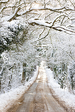 Road going through snow covered woodland trees, Broadway, Cotswolds, Worcestershire, England, United Kingdom, Europe