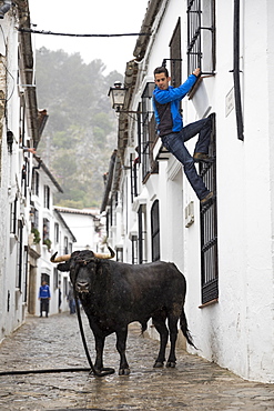 Running with the Bull festival with bull on rope and man climbing to safety, Grazalema, Andalucia, Spain, Europe