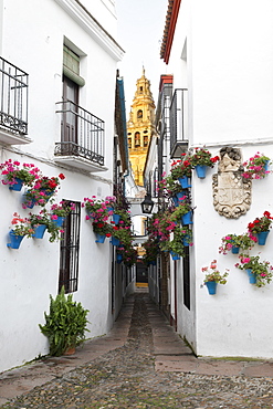 Calleja de las Flores and the Mezquita, Cordoba, Andalucia, Spain, Europe