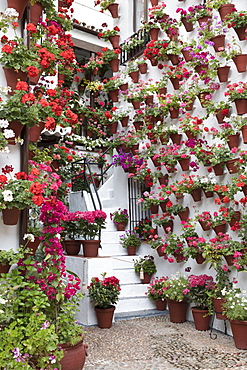 Colourful display of flowers at the Festival of the Patios, Cordoba, Andalucia, Spain, Europe