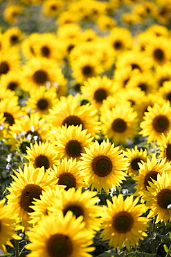 Field full of yellow sunflowers, Newbury, West Berkshire, England, United Kingdom, Europe