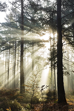 Rays of sun breaking through mist in woodland of scots pine trees, Newtown Common, Hampshire, England, United Kingdom, Europe