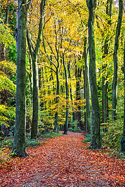 Footpath leading through beech tree woodland, Basingstoke, Hampshire, England, United Kingdom, Europe