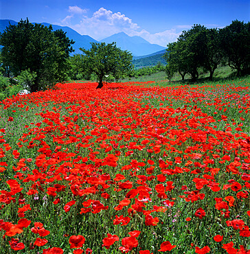 Red poppies growing in the Umbrian countryside, Umbria, Italy, Europe