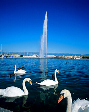 Swans below the Jet d'eau (water jet), Geneva, Lake Geneva (Lac Leman), Switzerland, Europe