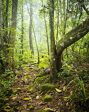 Sinharaja Rainforest National Park, Deniyaya, Southern Province, Sri Lanka, Asia