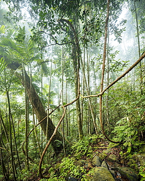 Sinharaja Rainforest National Park, Deniyaya, Southern Province, Sri Lanka, Asia