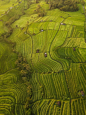 Aerial view of Jatiluwih Rice Terraces, Tabanan, Bali, Indonesia, Southeast Asia, Asia