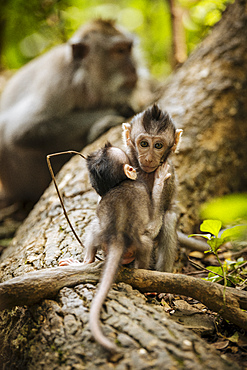 Baby Long Tailed Macaques, Monkey Forest Sanctuary, Ubud, Bali, Indonesia, Southeast Asia, Asia