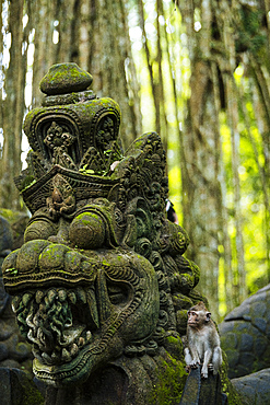 Monkey Forest Sanctuary, Ubud, Bali, Indonesia, Southeast Asia, Asia